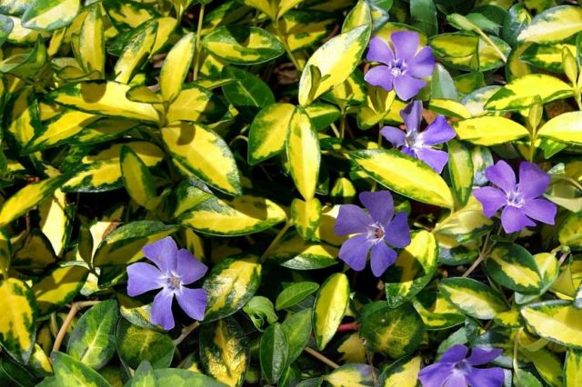 Variegated periwinkle: planting and care, photos in landscape design