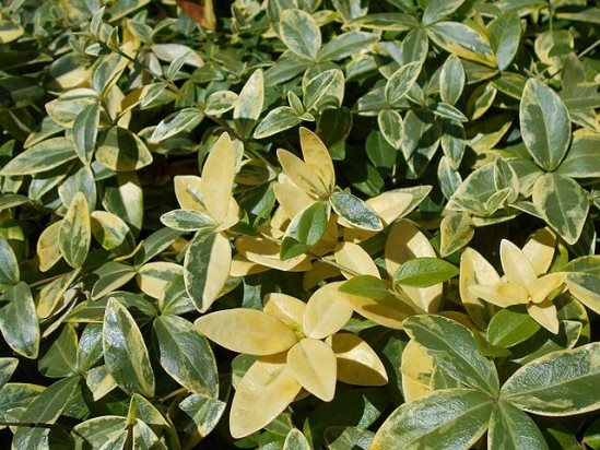 Variegated periwinkle: planting and care, photos in landscape design