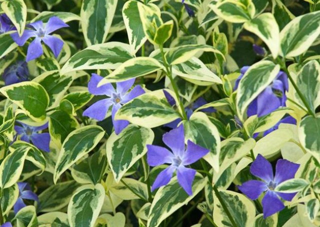 Variegated periwinkle: planting and care, photos in landscape design