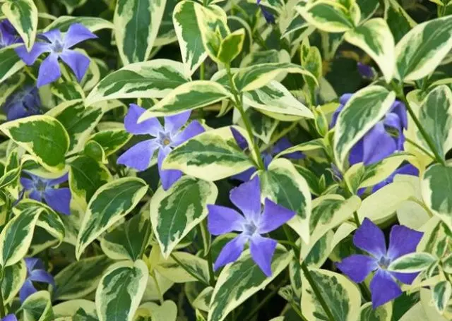 Variegated periwinkle: planting and care, photos in landscape design