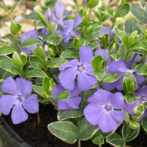 Variegated periwinkle: planting and care, photos in landscape design