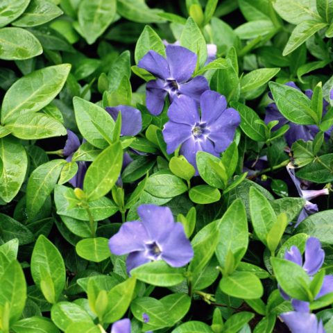 Variegated periwinkle: planting and care, photos in landscape design