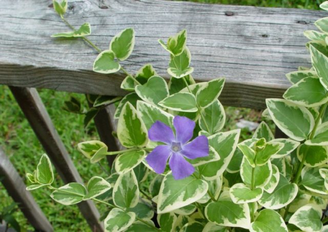 Variegated periwinkle: planting and care, photos in landscape design