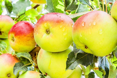 Varieties and cultivation of dwarf apple trees – plodovie.ru – Healthy ...