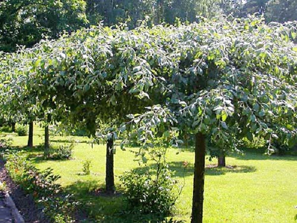 Varieties and cultivation of dwarf apple trees - plodovie.ru