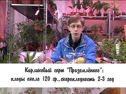 Varieties and cultivation of dwarf apple trees - plodovie.ru