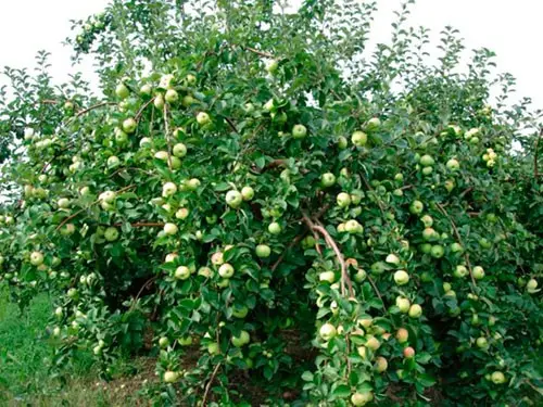 Varieties and cultivation of dwarf apple trees - plodovie.ru