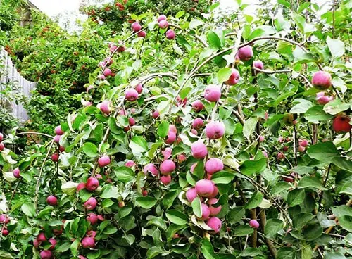 Varieties and cultivation of dwarf apple trees - plodovie.ru