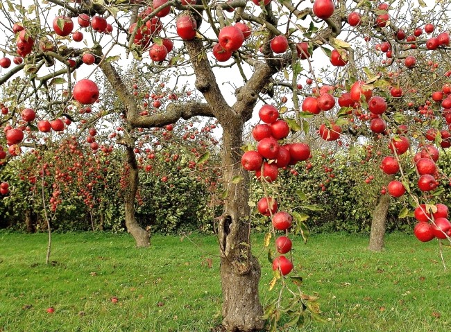 Varieties and cultivation of dwarf apple trees - plodovie.ru