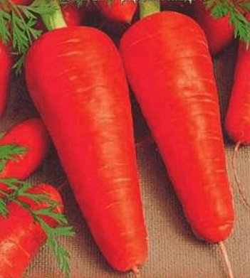 Varieties and hybrids of carrots for the North-West