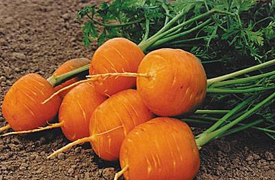 Varieties and hybrids of carrots for the North-West