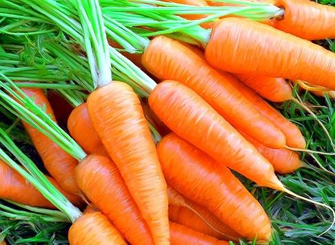 Varieties and hybrids of carrots for the North-West