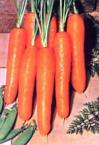 Varieties and hybrids of carrots for the North-West