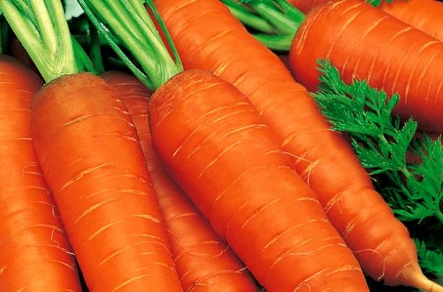 Varieties and hybrids of carrots for the North-West