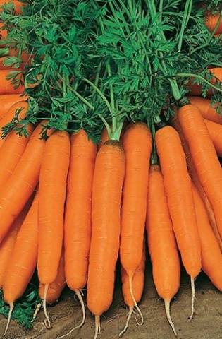 Varieties and hybrids of carrots for the North-West