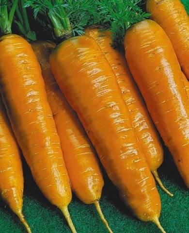 Varieties and hybrids of carrots for the North-West