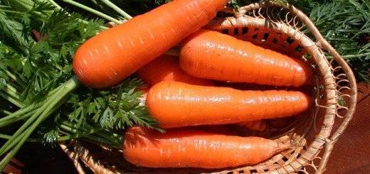 Varieties and hybrids of carrots for the North-West