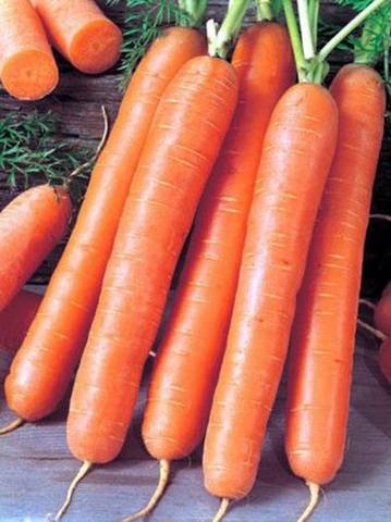 Varieties and hybrids of carrots for the North-West