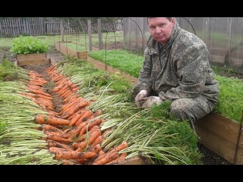 Varieties and hybrids of carrots for the North-West