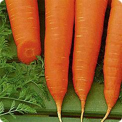 Varieties and hybrids of carrots for the North-West