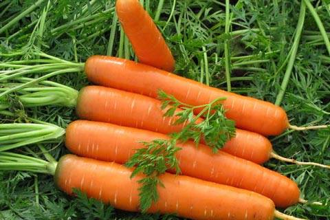 Varieties and hybrids of carrots for the North-West