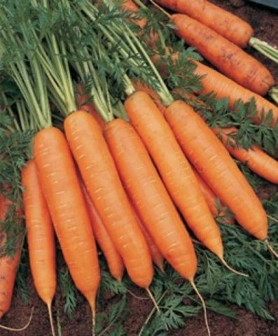 Varieties and hybrids of carrots for the North-West