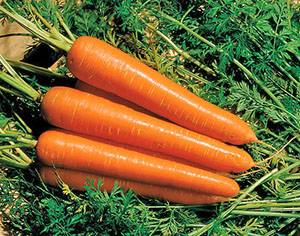 Varieties and hybrids of carrots for the North-West