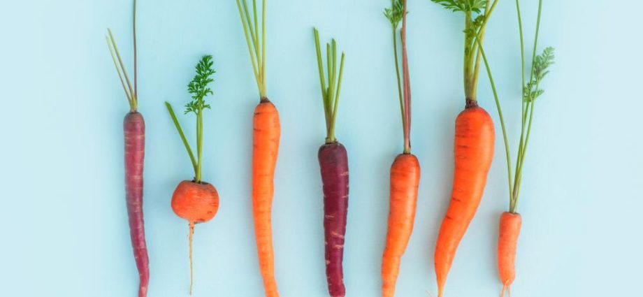 Varieties and hybrids of carrots for the North-West