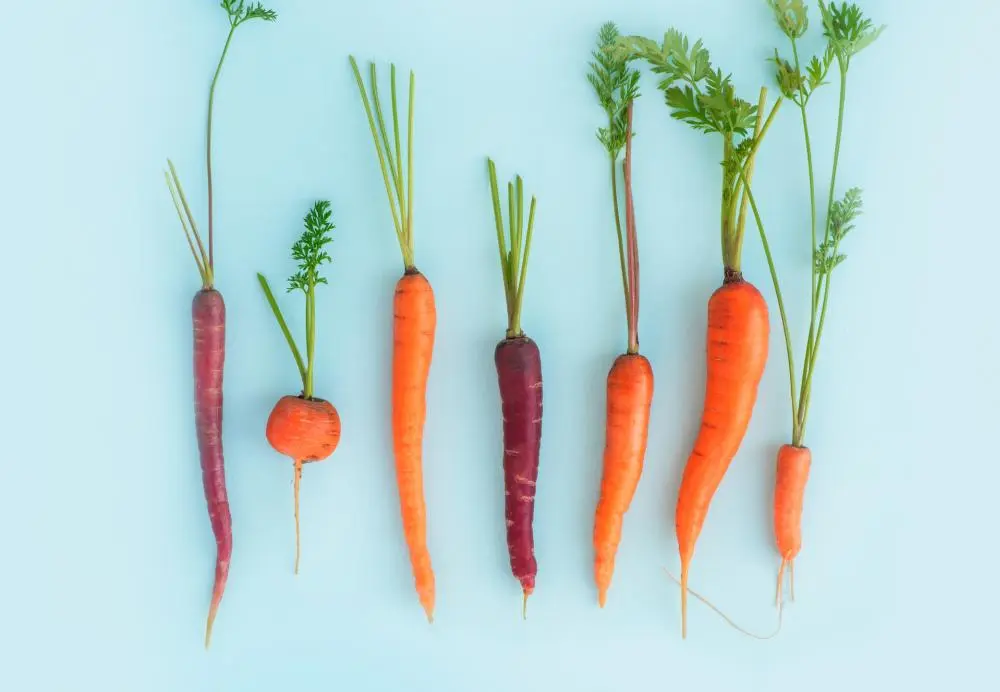 Varieties and hybrids of carrots for the North-West