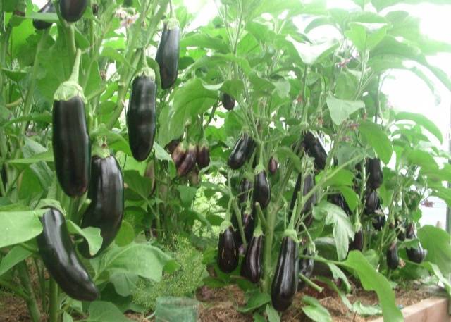 Varieties and hybrids of eggplant