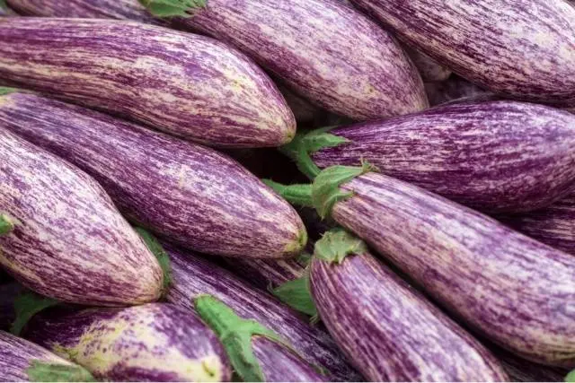 Varieties and hybrids of eggplant