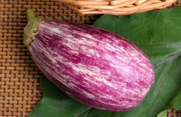 Varieties and hybrids of eggplant