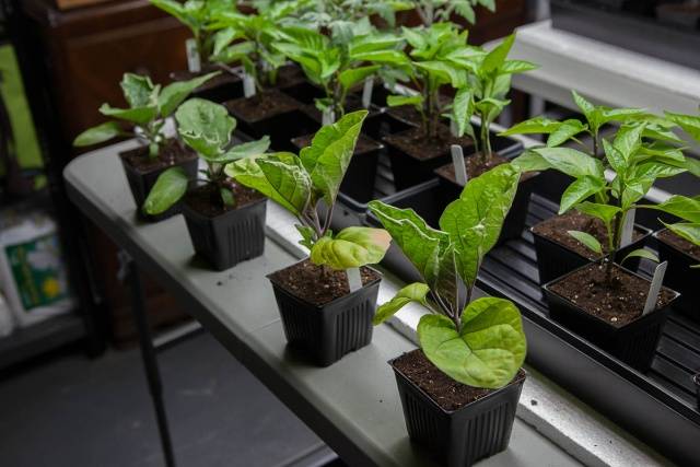 Varieties and hybrids of eggplant