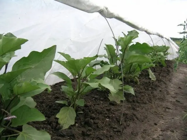 Varieties and hybrids of eggplant