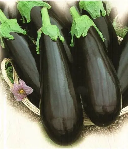 Varieties and hybrids of eggplant