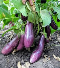 Varieties and hybrids of eggplant