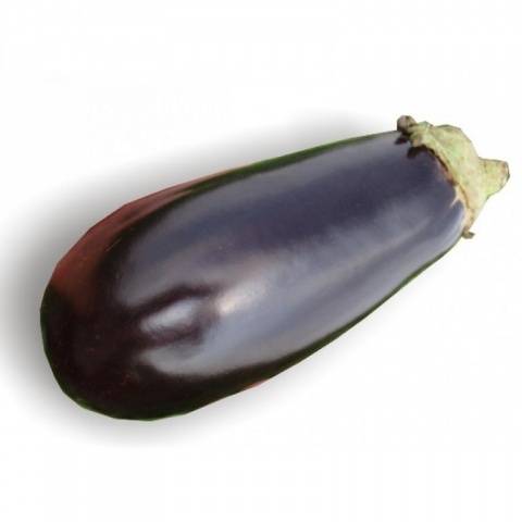 Varieties and hybrids of eggplant