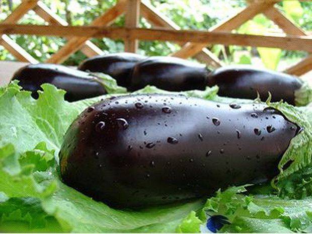 Varieties and hybrids of eggplant