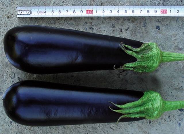 Varieties and hybrids of eggplant