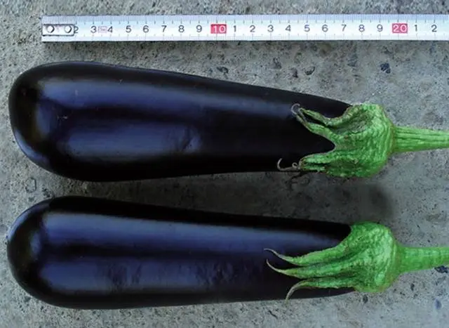 Varieties and hybrids of eggplant