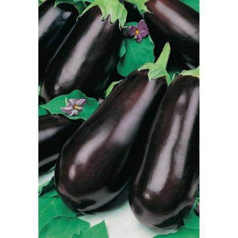 Varieties and hybrids of eggplant