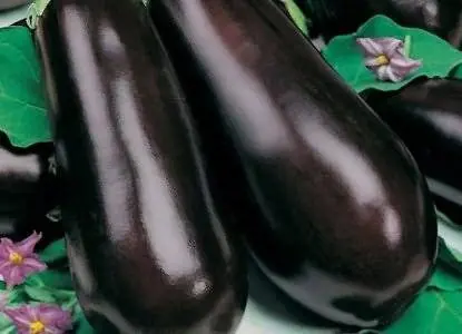 Varieties and hybrids of eggplant