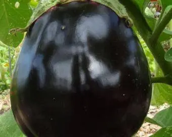 Varieties and hybrids of eggplant