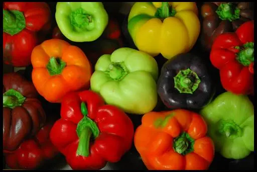 Varieties and hybrids of pepper