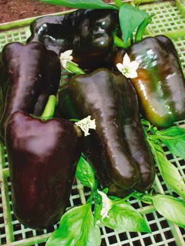 Varieties and hybrids of pepper