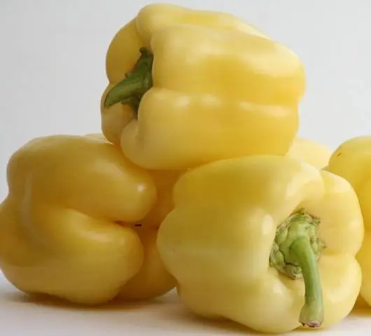 Varieties and hybrids of pepper