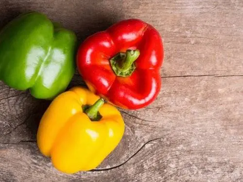 Varieties and hybrids of pepper