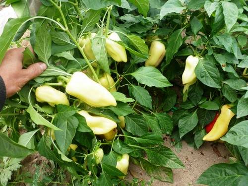 Varieties and hybrids of pepper