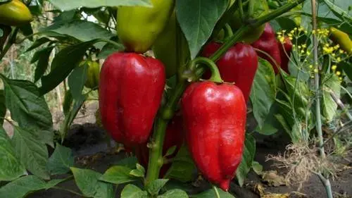 Varieties and hybrids of pepper