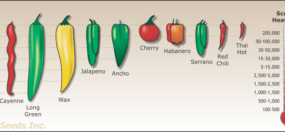 Varieties and hybrids of pepper